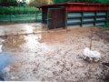 Zatopený dvorek při povodni v obci Libina