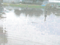 Fotografie z dopisu pana Kindla po povodni 2013 - zaplavený pozemek č. p. 229
