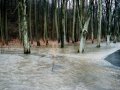 Rozliv Křepičky z koryta do lesů v oblasti Domčice