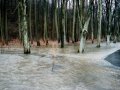 Rozliv Křepičky z koryta do lesů v oblasti Domčice
