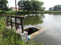 Požerák Hořejanského rybníka